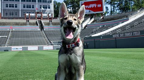 The Adventures of Tuffy: A Day in the Life of the NC State Wolfpack Mascot